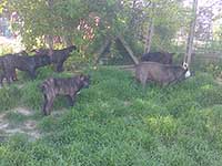 cane corso dogs